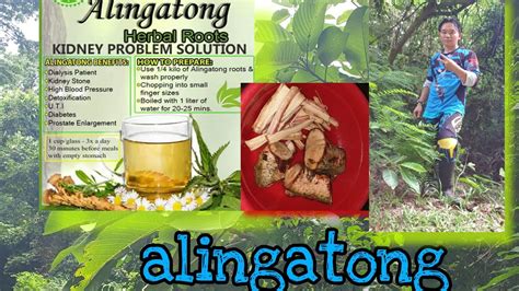 #Alingatong #Herbal_roots Alingatong health benefits - YouTube