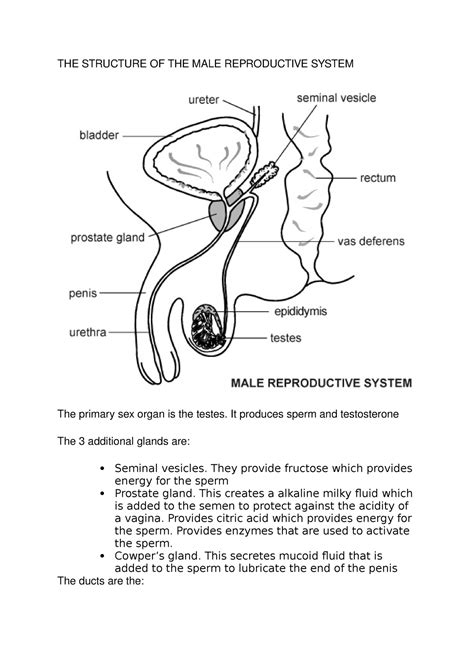 Grade 12 IEB Life sciences notes - reproductive systems - THE STRUCTURE OF THE MALE REPRODUCTIVE ...