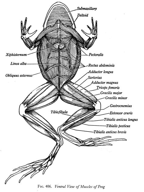 Frog, Frog dissection, Anatomy