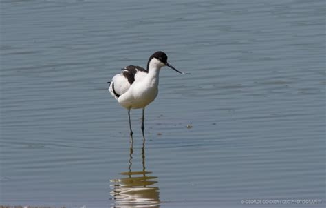 Birds freshwater - GEC.photography