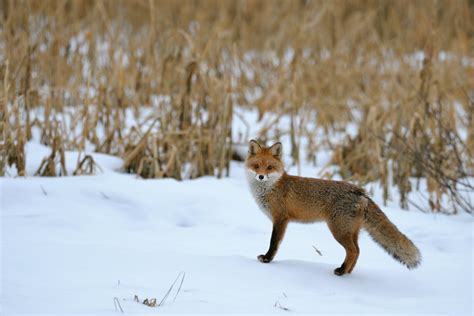 Fuchs im Schnee (Forum für Naturfotografen)