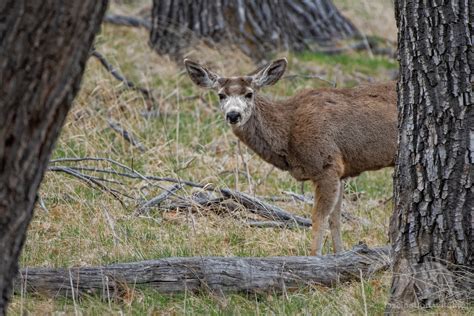 Wild Colorado - Fascination Wildlife