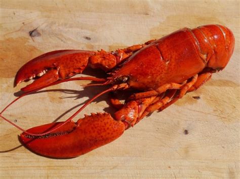 Top 15 Lobster Facts - Appearance, Diet, Lifespand & More | Facts.net