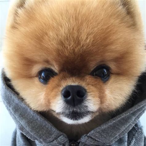 Pin by Emma on Jiffpom | Cute funny animals, Animals, Funny animals