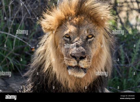 Lion black mane portrait of wild animal. Kalahari, Kgalagadi ...