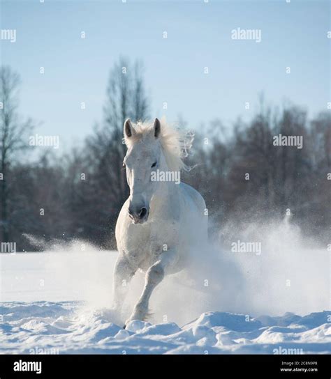 Running trotter hi-res stock photography and images - Alamy