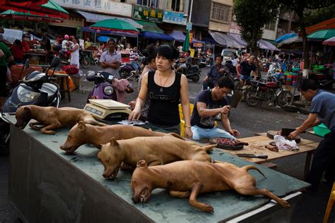 Chinese Dog Festival 2024 San Francisco - eilis diandra