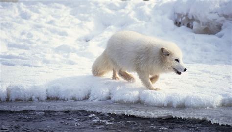 Plants in the Arctic Ocean | Sciencing