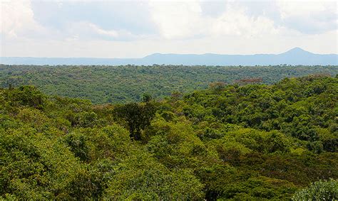 Maramagambo Forest - Queen Elizabeth National Park