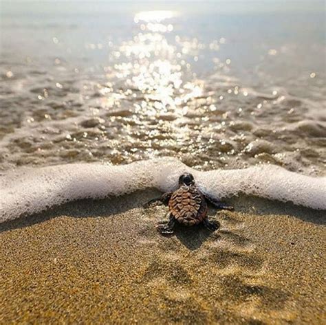 Pin on For the Love of Animals | Baby turtles, Baby sea turtles, Cute turtles