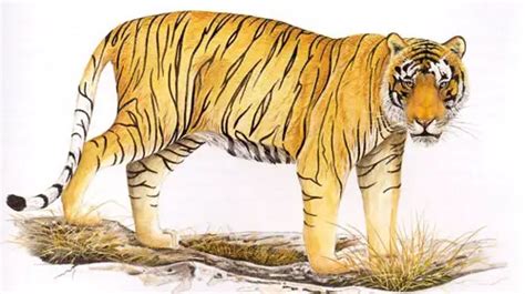 Bali Tiger - Extinct Balinese Tiger - Extinct Species