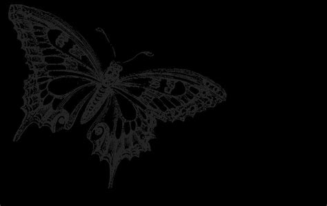 Black Butterfly Wallpapers - Wallpaper Cave