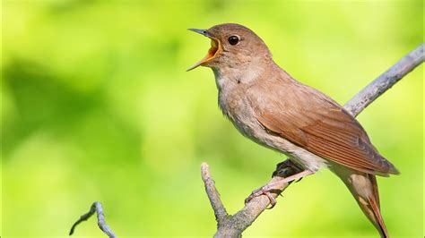 Singing NIGHTINGALE - the best BIRD SONG - YouTube