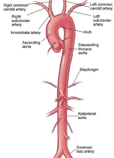 Which blood vessel sends oxygen rich blood from the heart to the rest ...