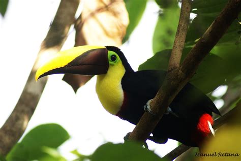 toucan, Parrot, Bird, Tropical, 62 , Jpg Wallpapers HD / Desktop and ...