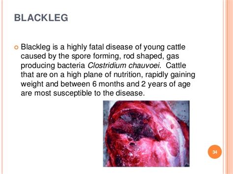 Blackleg in Cattle Is Usually Fatal! an Ounce of Prevention…Vaccinate!! | N.C. Cooperative Extension