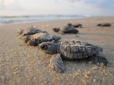 Turtle Hatchery Hikkaduwa | Well Known Places