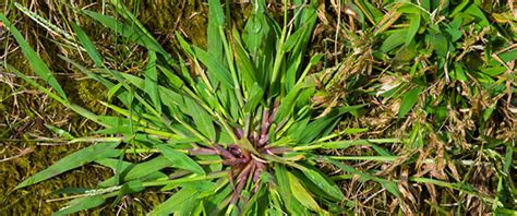 What Does Crabgrass Look Like - What is Crabgrass | Crabgrass Identification Gui