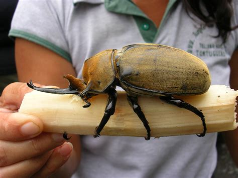 Cornizuelo - Rhinoceros Beetle | I had completely forgotten … | Flickr