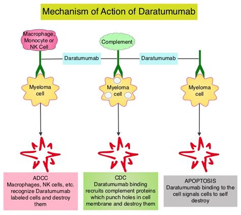 FDA Approves Subcutaneous DARZALEX® in Multiple Myeloma – OncoPrescribe