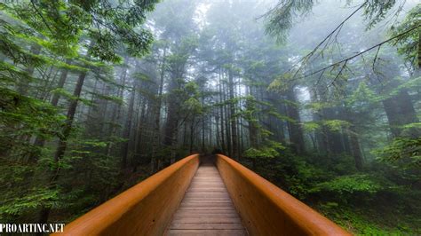 Amazing Nature: Redwood National and State Parks 1 – 4K/HD Screensavers ...