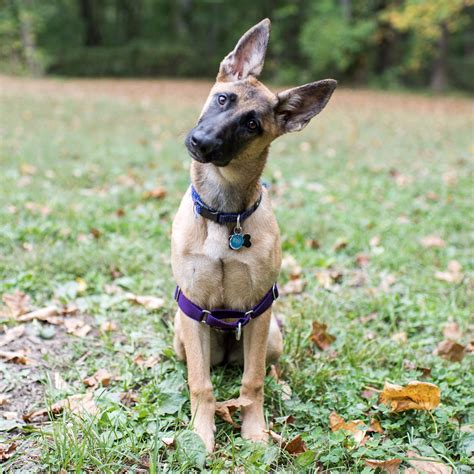 malinois german shepherd mix 11 dangerously fluffy german shepherd ...