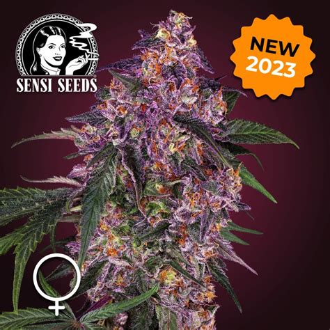 10 Strains Launched by Sensi Seeds in 2023 - Sensi Seeds