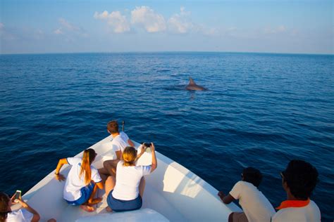 Dolphin watching – Dhigufaru Island Resort, Maldives