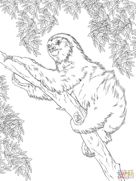 Sloth Face Coloring Pages