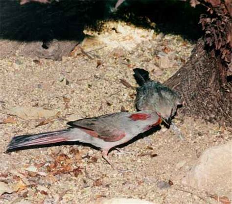 Photographs of Pyrrhuloxias and other the birds on the Arizona desert ...