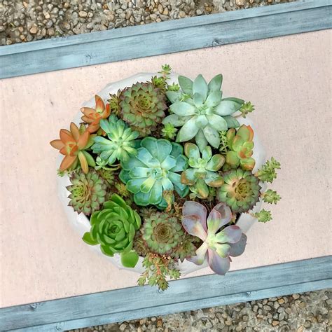 DIY Succulent Arrangements: Fun and Easy Ideas for Your Home - Natalie ...