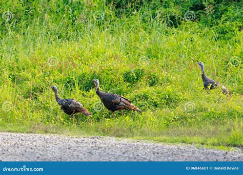 Wild Turkey Walks Along a Gravel Road within the Bald Knob National ...