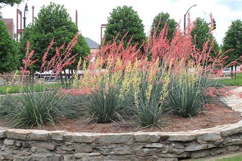 Red Yucca | Oklahoma State University