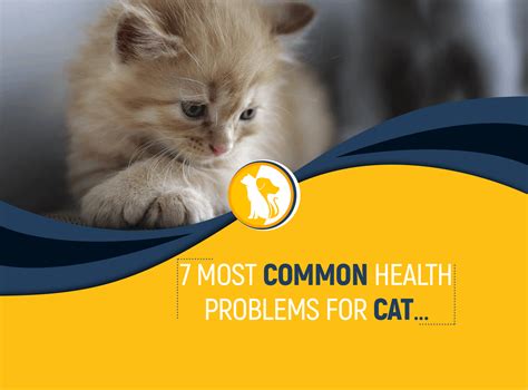 7 Most Common Health Problems for Cat