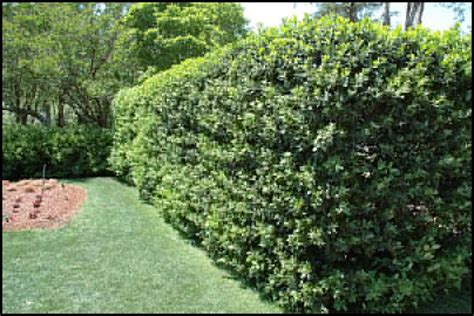 Fast Growing Evergreen Shrubs | The Garden