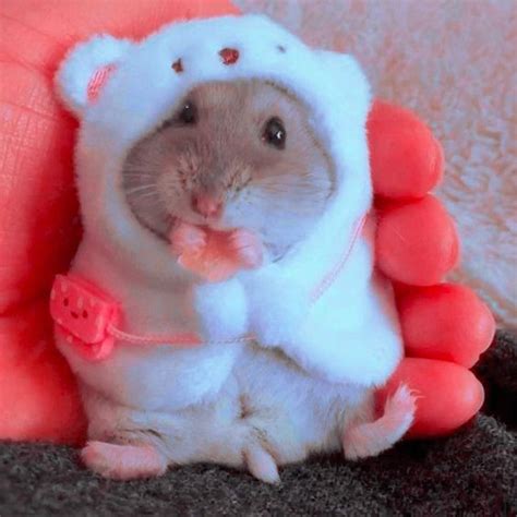 Cute Hamster Costume