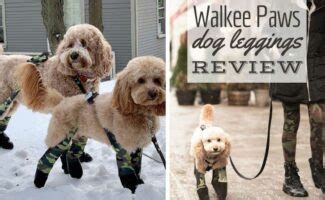 Walkee Paws Review: The Best Choice For Paw Protection? - Petsynse