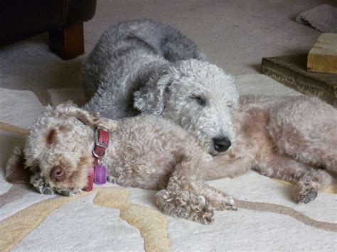 bedlington terrier puppies | Bedlington terrier puppy, Dog breeds ...