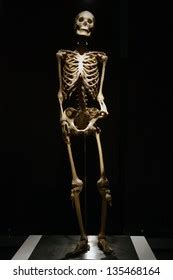 Real Full Human Skeleton