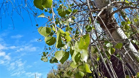 Arizona Cottonwood Tree Sonoran Desert, Blooming Plants, American ...