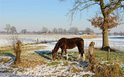 animals, Horses, Farm, Landscapes, Nature, Fields, Grass, Trees, Winter, Snow, Seasons ...