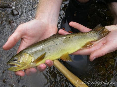 Native Trout Fly Fishing: Apache Trout