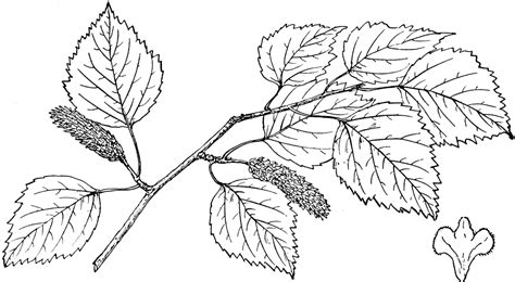 Birch Leaf Drawing at GetDrawings | Free download