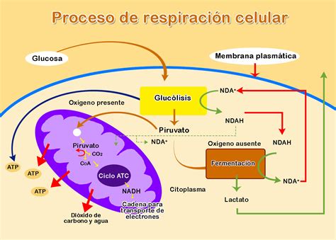 Proceso de respiración celular