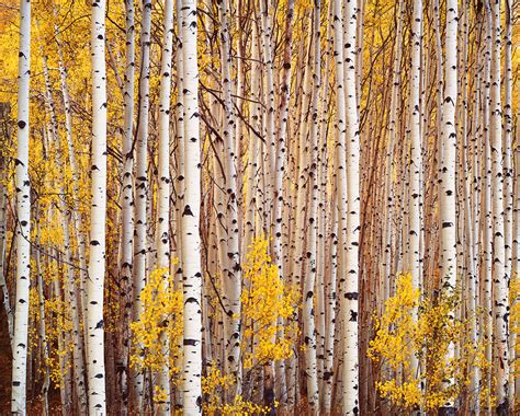 Aspen Grove | Christopher Burkett