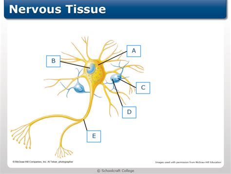 Nervous Tissue Diagram Labeled