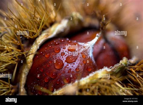 horse chestnut in fall Stock Photo - Alamy