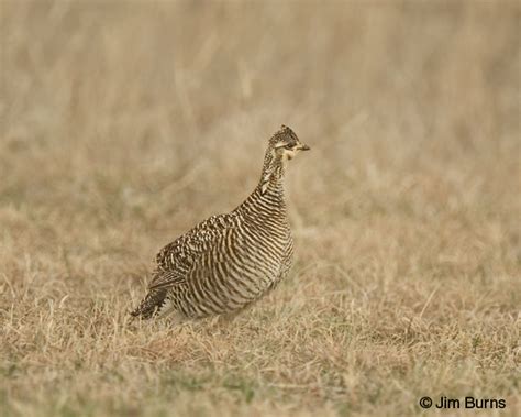 Greater Prairie-Chicken