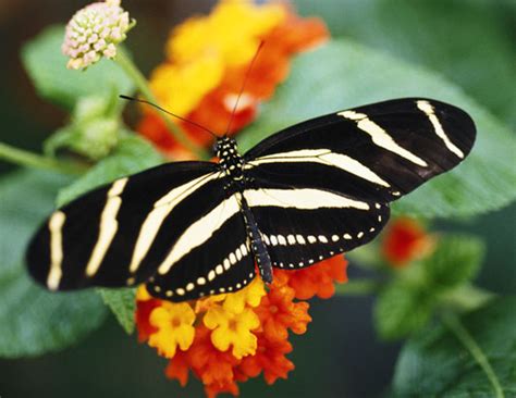 Zebra Longwing Butterfly Picture : Biological Science Picture Directory – Pulpbits.net