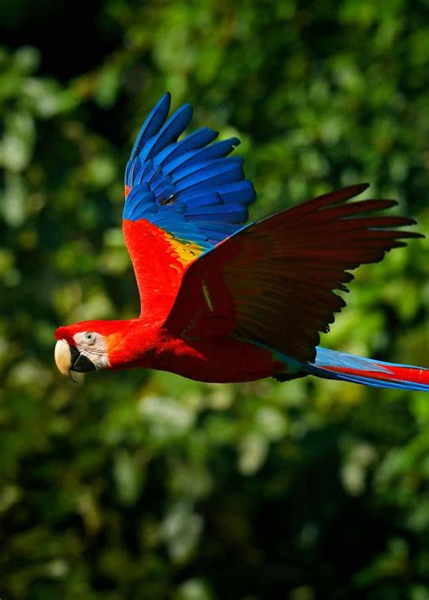 22 Scarlet Macaw Facts: Guide to the Beautiful Ara macao | JustBirding